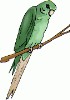bird_parrot2.gif