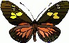 insect_butterfly.gif